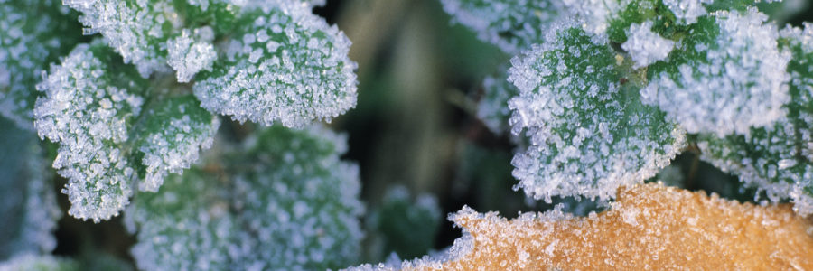 Keeping Your Plants Safe From the Frost